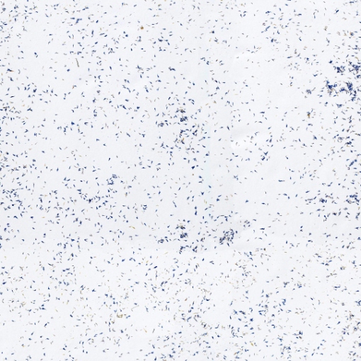 Obrázek Cornflower blue light 1360 x 100 mm x 0.2 mm - na bílé přírodní netkané textilii